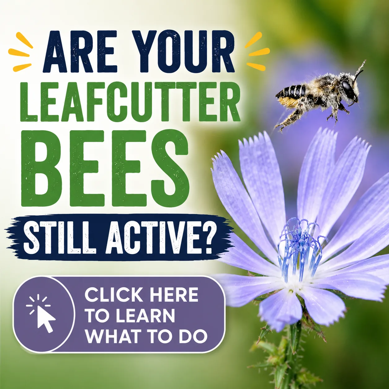 Leafcutter Bees Still Active