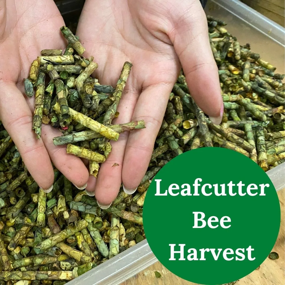 Leafcutter Harvest