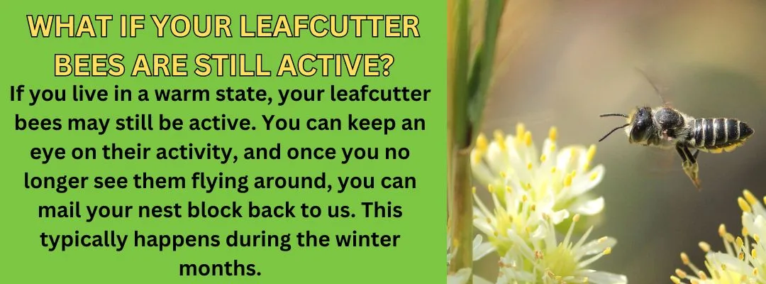 Leafcutters Still Active