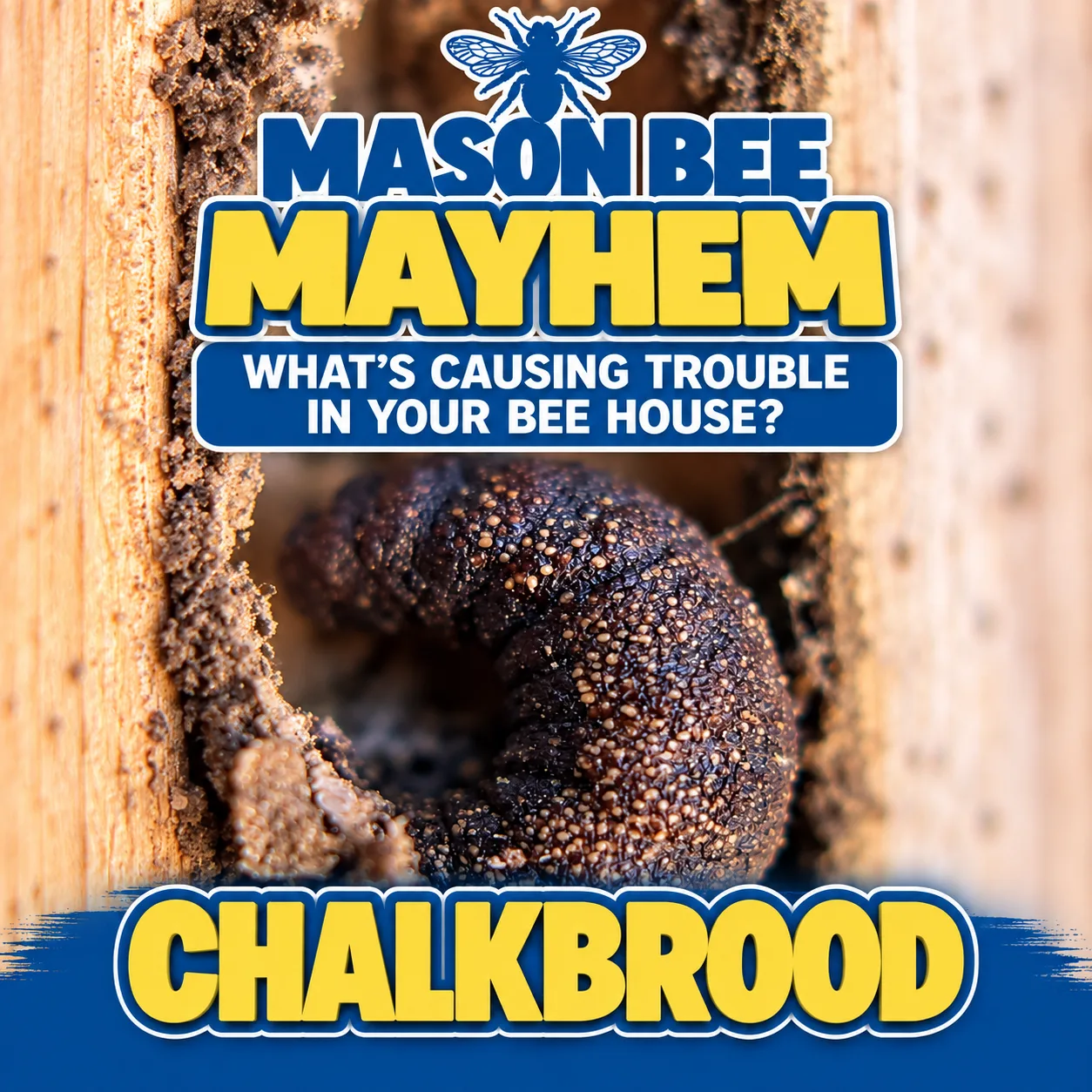 Learn What Chalkbrood Looks Like in Mason Bee Nest