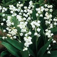 Lily of the Valley