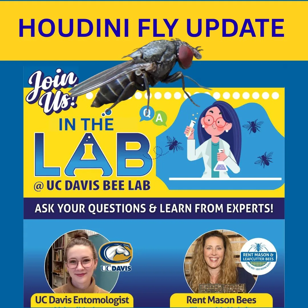 Live in Lab Houdini Update 1