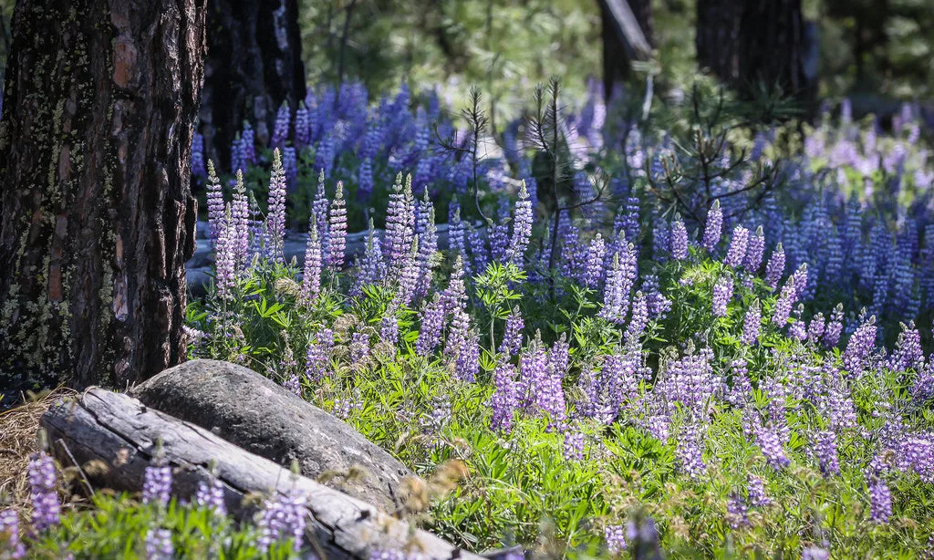 Lupine flower spikes in a garden