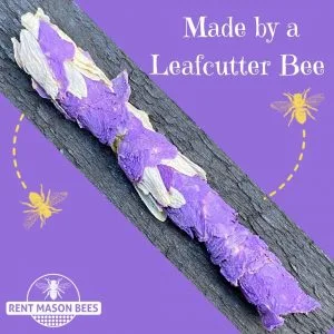 Made By a Leafcutter Bee