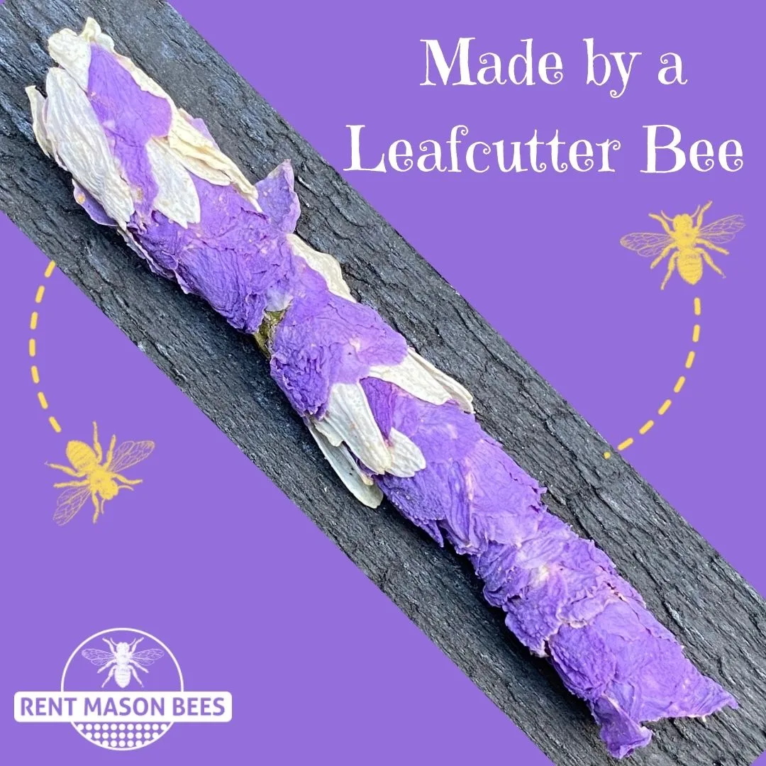 Made By a Leafcutter Bee