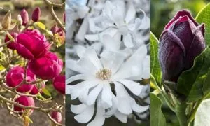 Three magnolia blooms: deep pink, white, and a dark purple bud