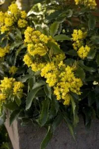 Yellow mahonia flower clusters on a shrub with spiny green leaves