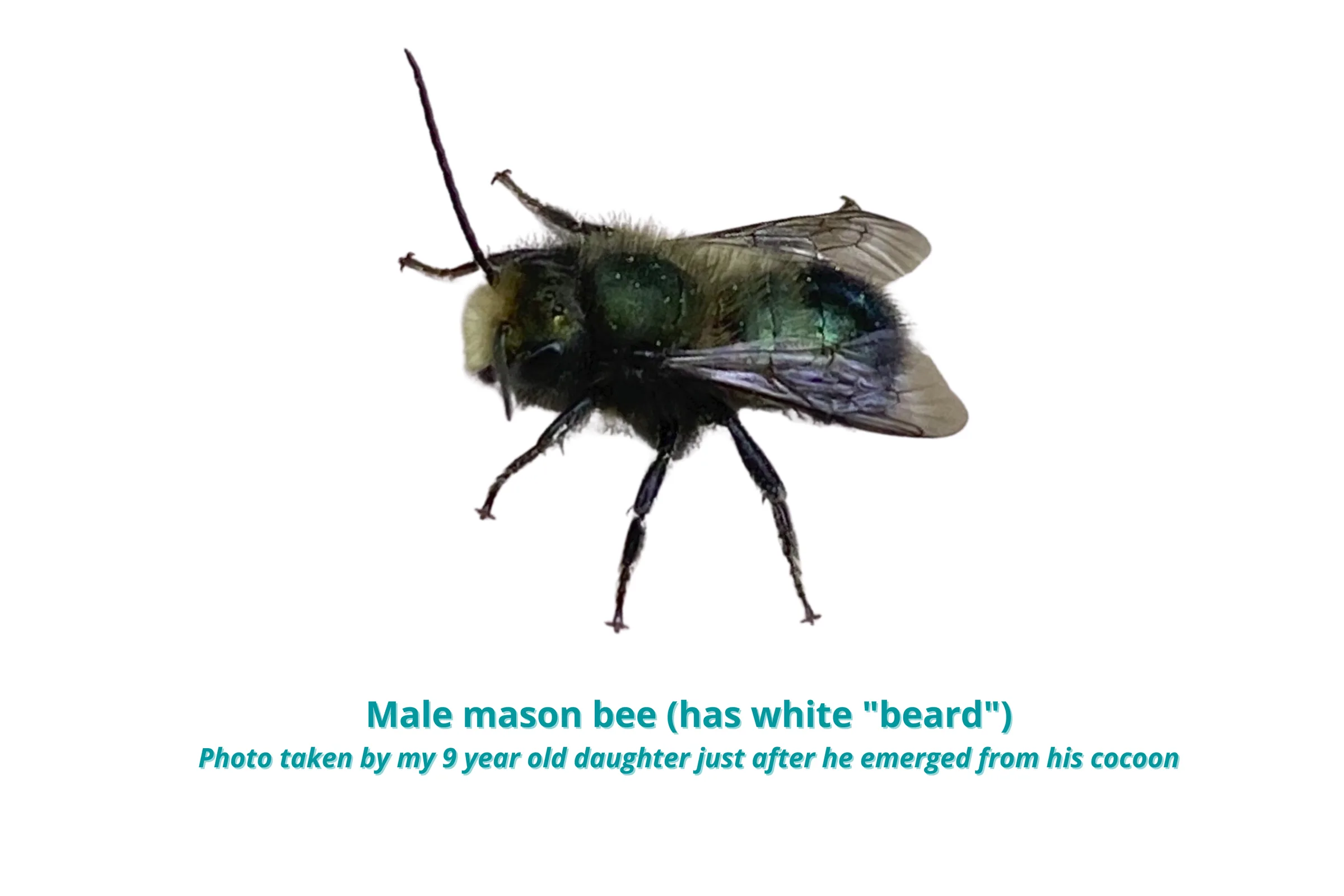 A male mason bee with a white beard on his face, just after emerging