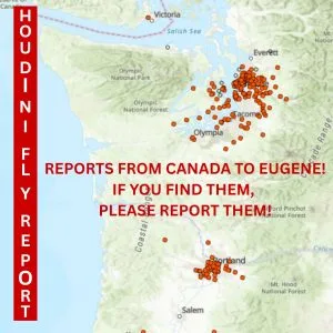 houdini fly report
