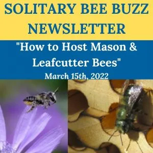 Newsletter - How to Host Mason & Leafcutter Bees