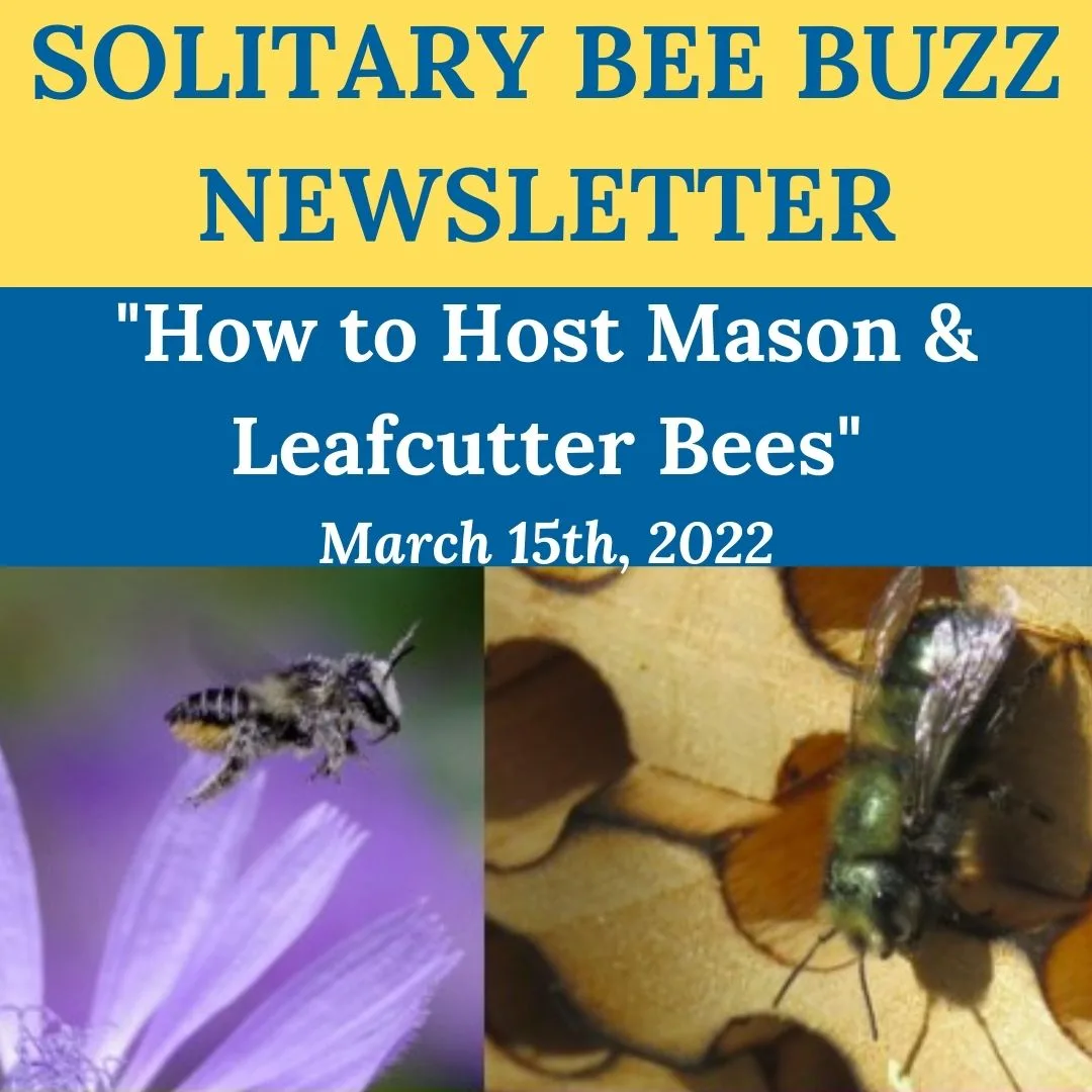 Newsletter - How to Host Mason & Leafcutter Bees