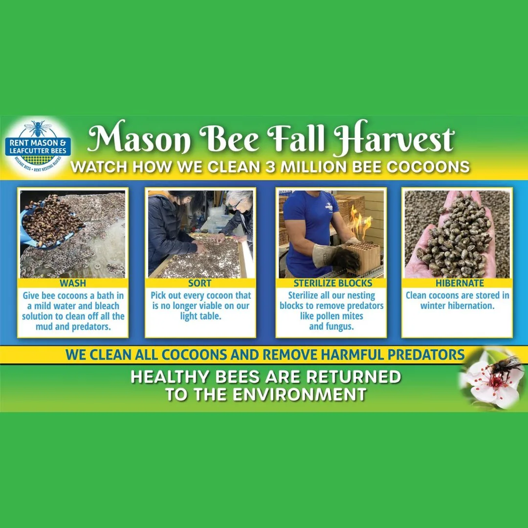 Mason Bee Fall Harvest 1