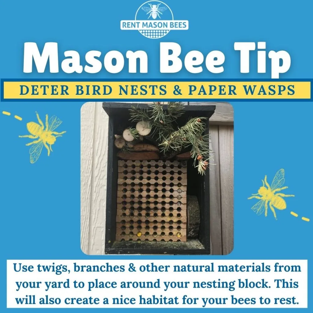 Mason Bee Tip Deterent 1 1
