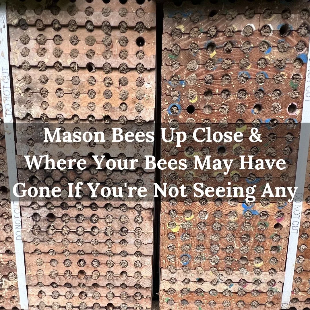 Mason Bees Up Close 1080 × 1080