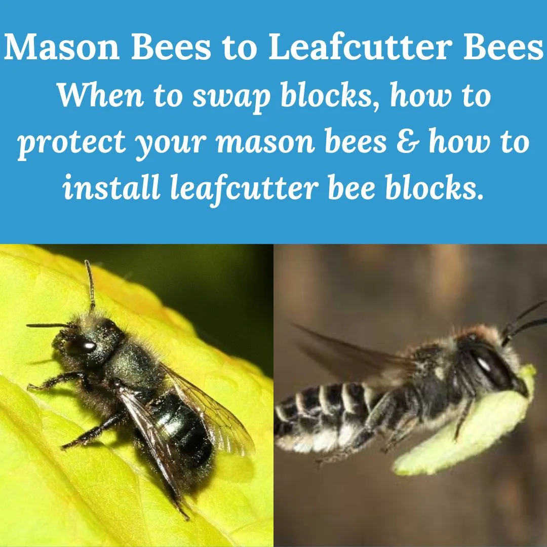 Mason to Leafcutters 1080 × 1080