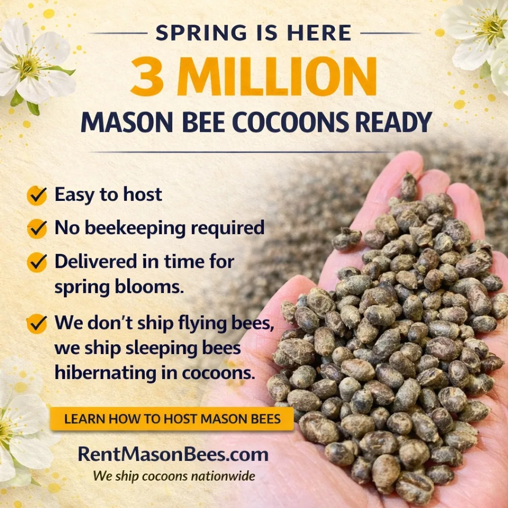 Mason Bee Spring Graphic