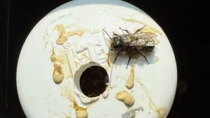 Mud scent marks left by male mason bees on a white tube
