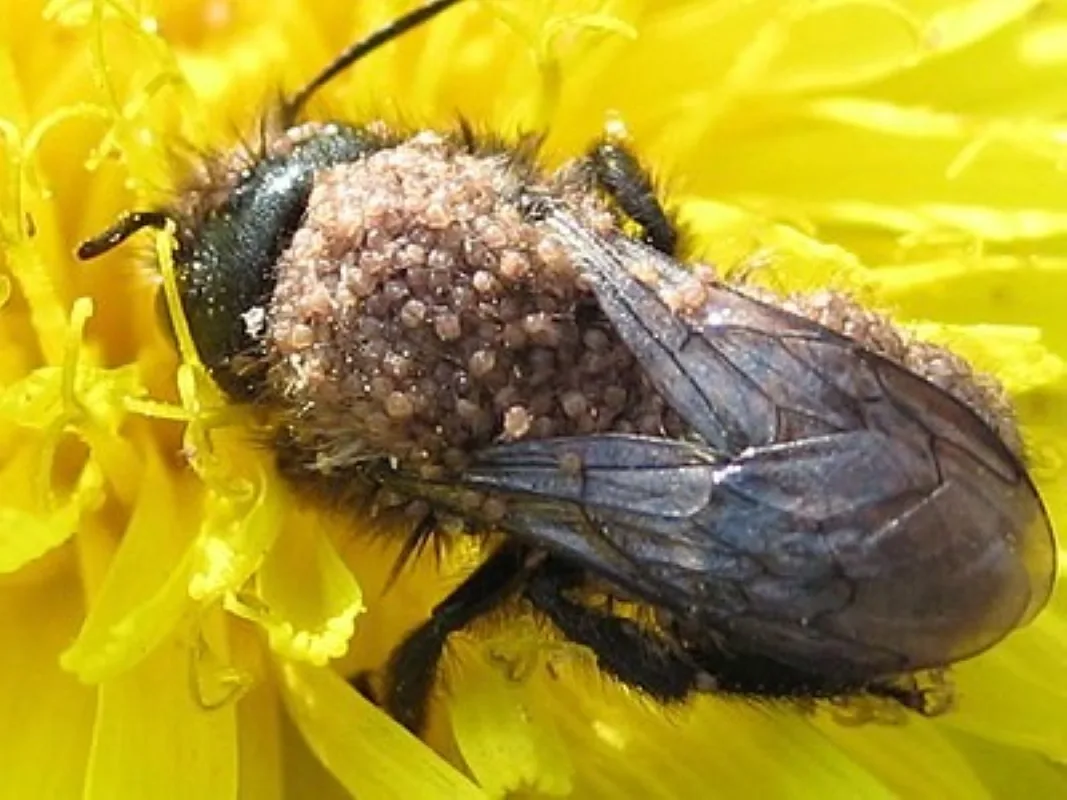Protect the Health of Solitary Bees