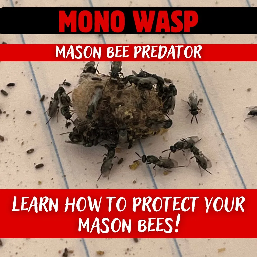 Mono Wasp 1080 X 1080