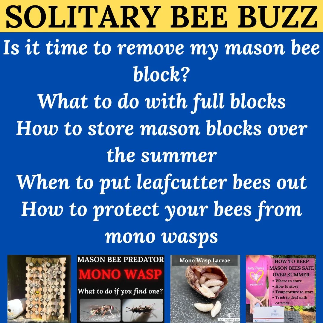 Mono Wasp Block Swap