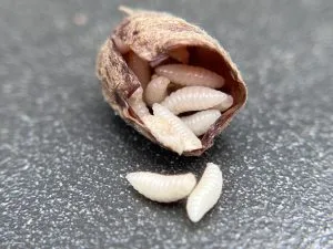 Mono wasp larvae inside an opened mason bee cocoon