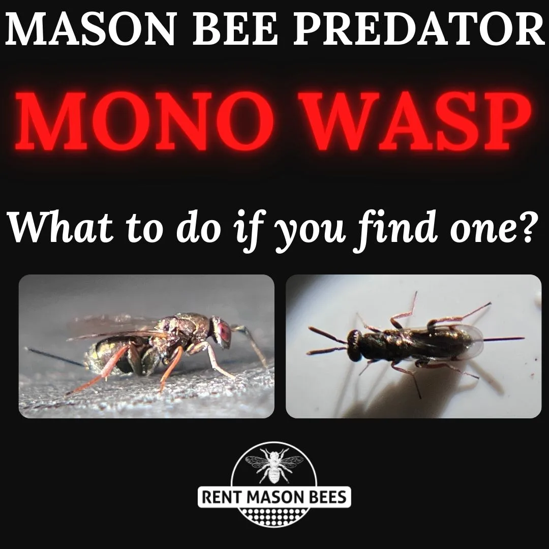 Mono Wasp Squish 1