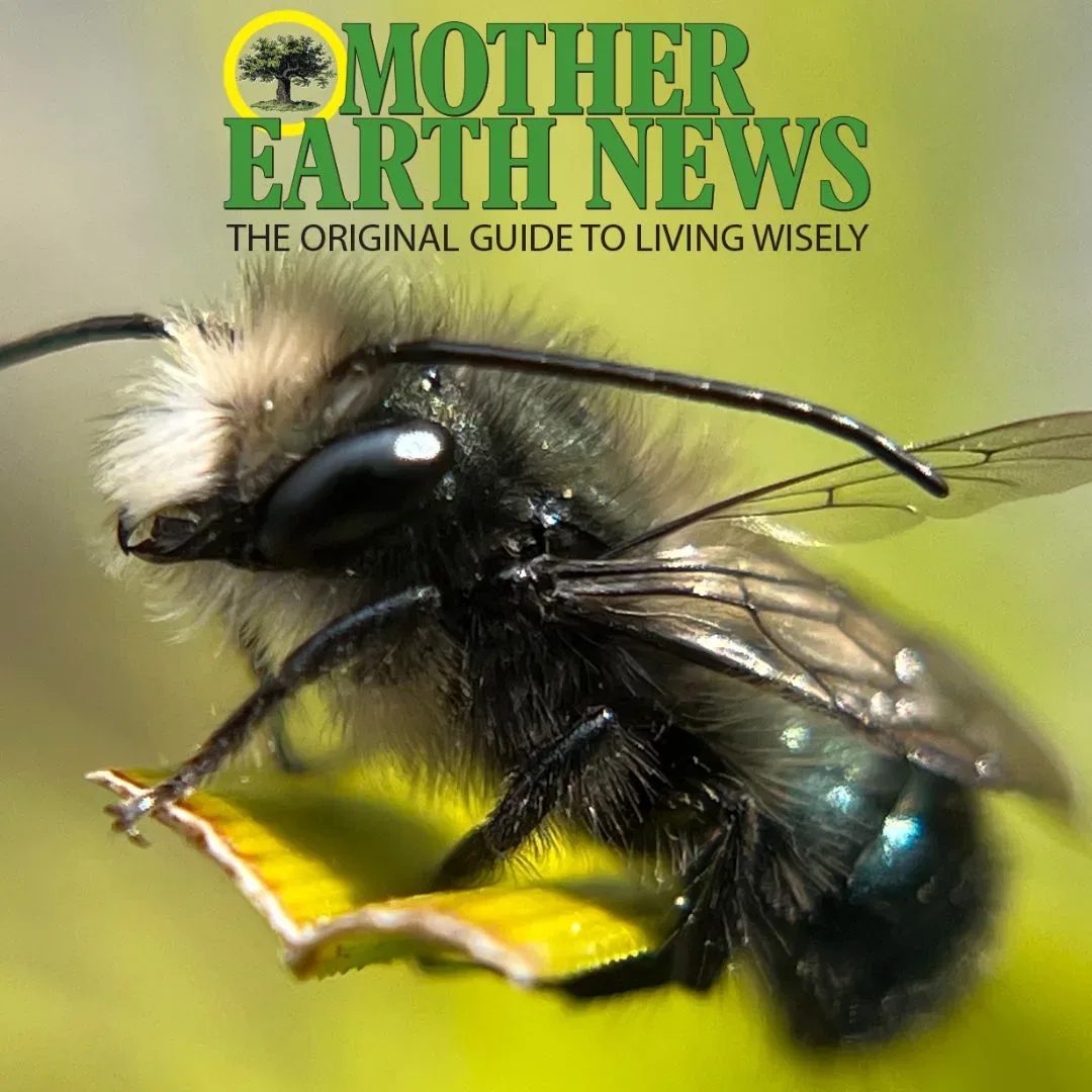 Mother Earth News Bee Icon