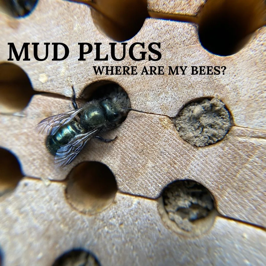 Mud Plugs 1080 × 1080