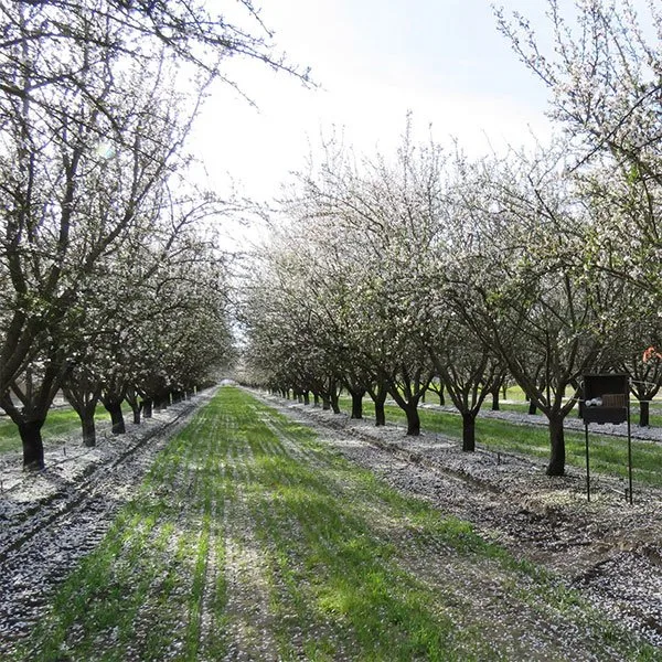 The honey bee decline and how you can help