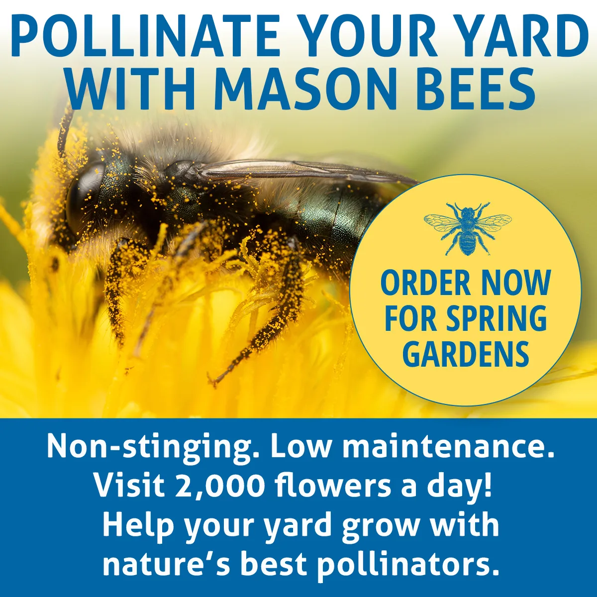 Order Now for Spring
