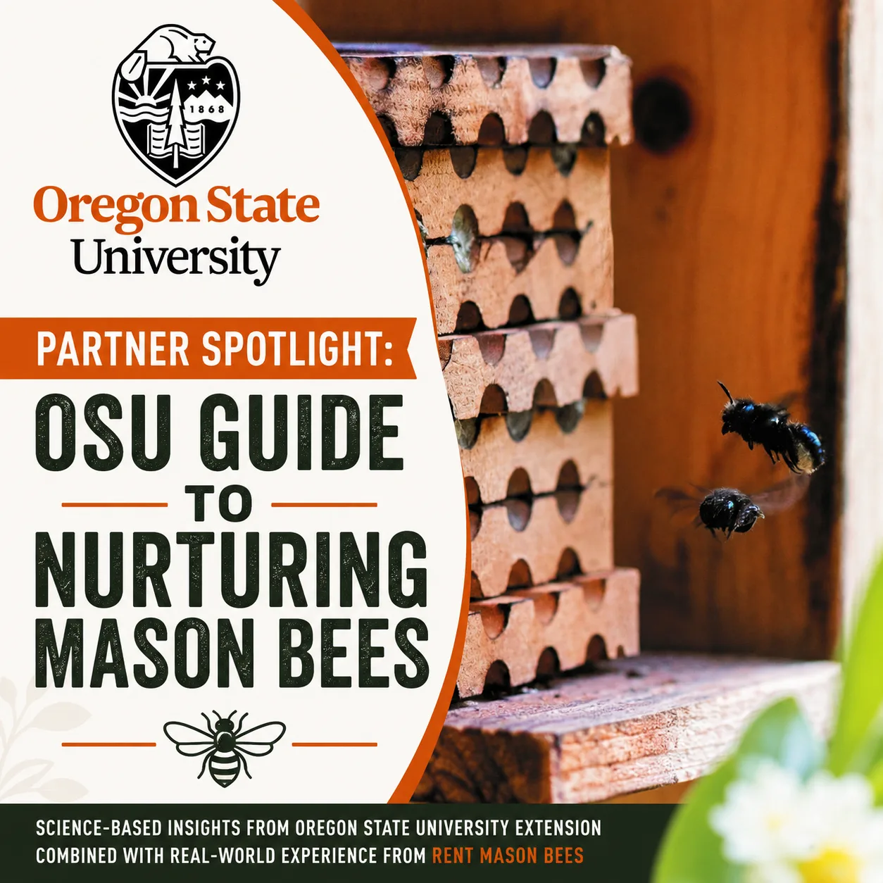 Osu Guide to Mason Bees