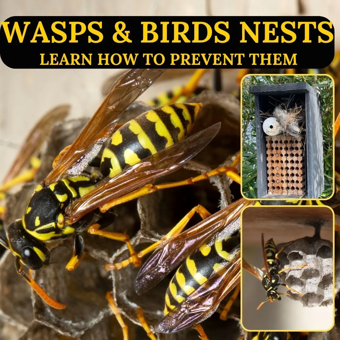 Paper Wasps 1080 × 1080 1
