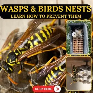 Paper Wasps 1080 × 1080 2