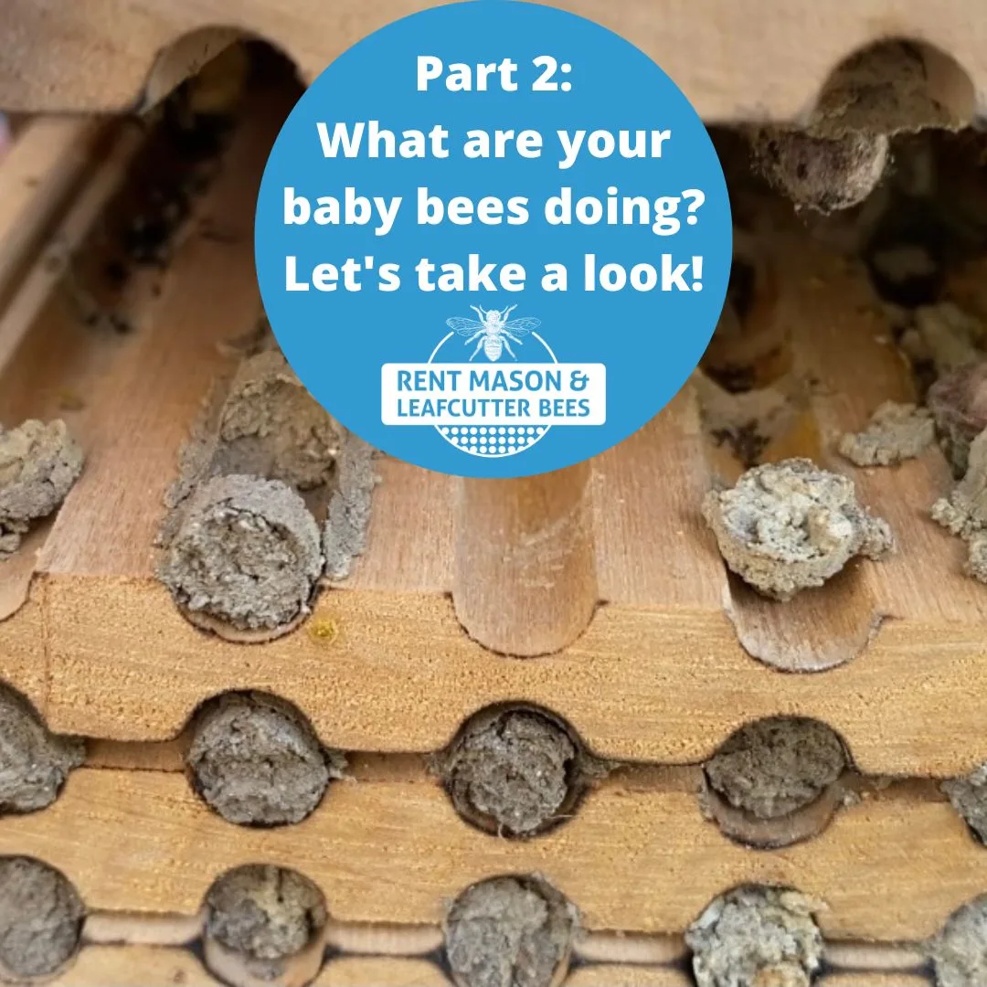 Part 2 What Are Baby Bees Doing