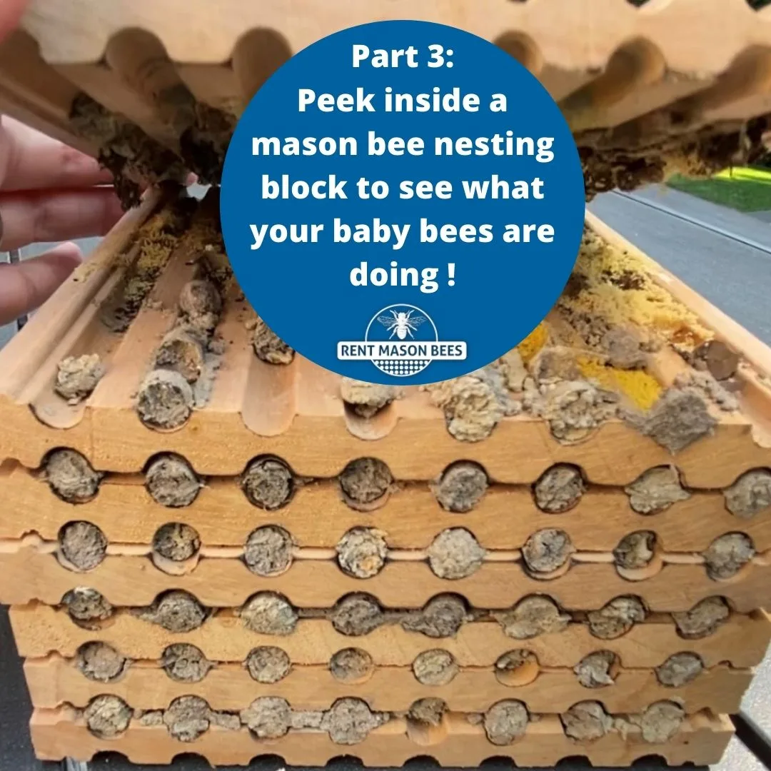 Part 3 - What are your baby bees doing?