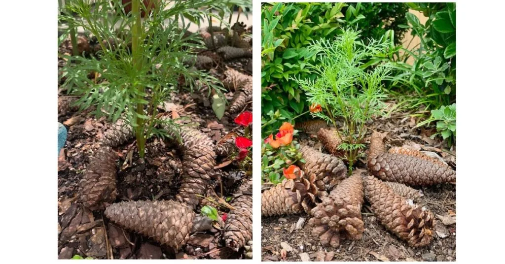 Pine cones laid in a ring around the base of two young garden plants