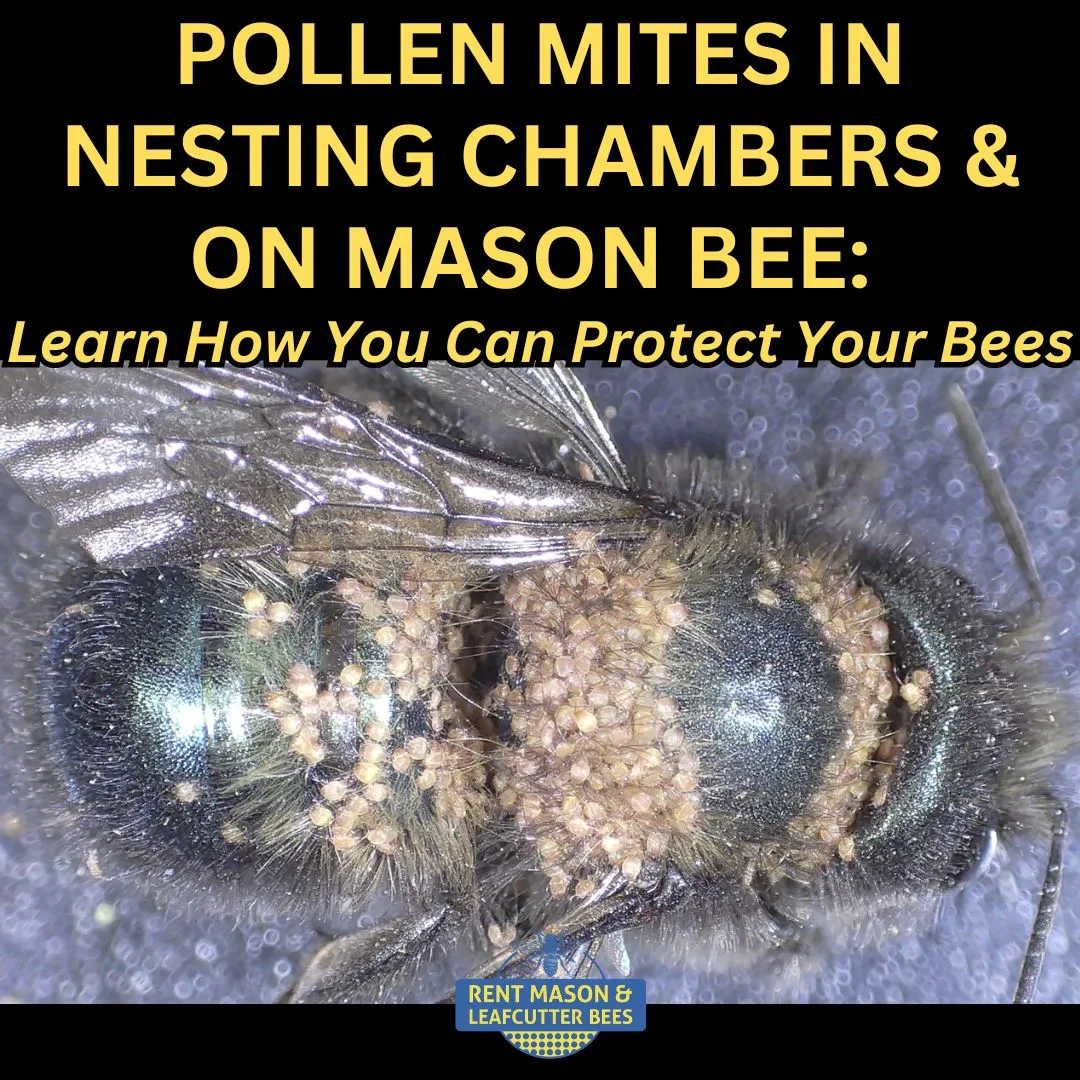 Pollen Mites 2024 1080 X 1080