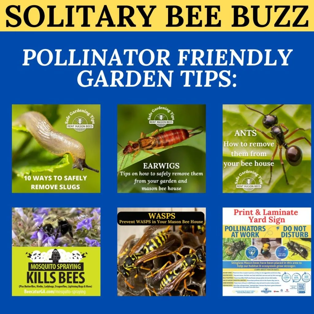Pollinator Garden Tips