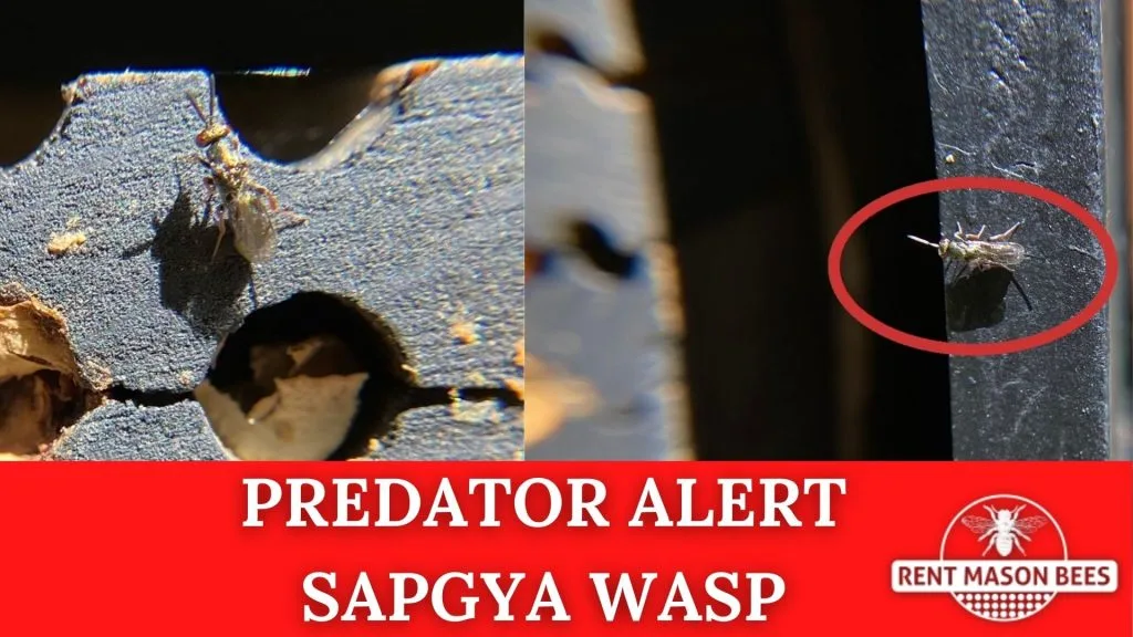 Predator Wasp