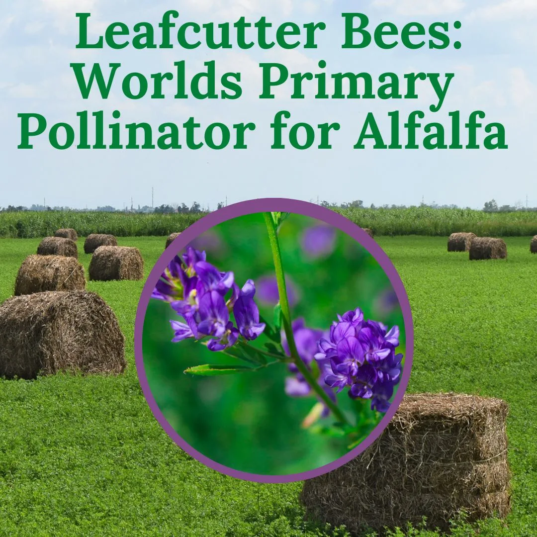 Primary Pollinator for Alfalfa 1080 × 1080