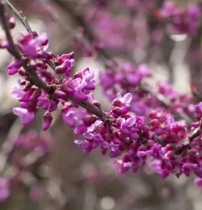 What to Plant in Fall for Spring Mason Bees