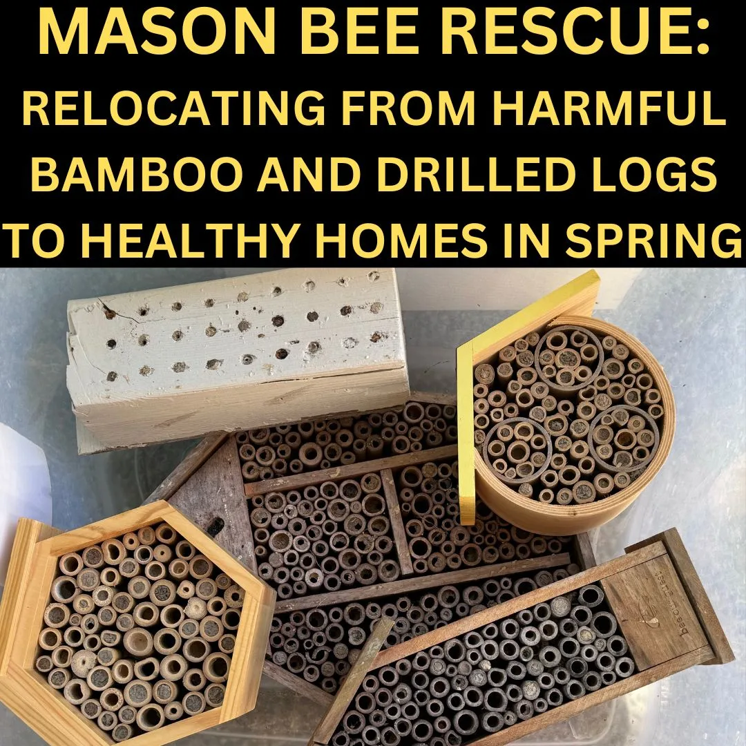Rescue Bee