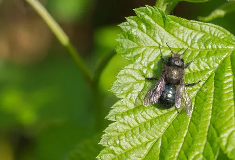 The males have a small white marking on their forehead