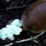 A brown slug beside a cluster of small white eggs in the soil