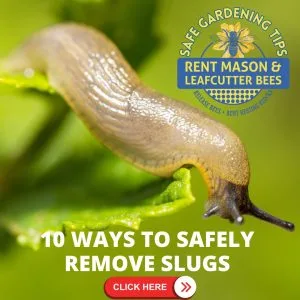 Slug Gardening Tip 1
