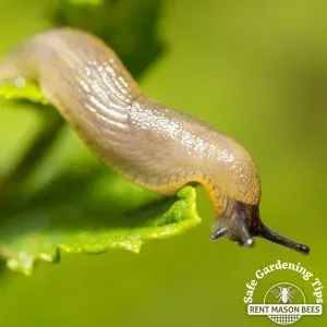 Slug Gardening Tip