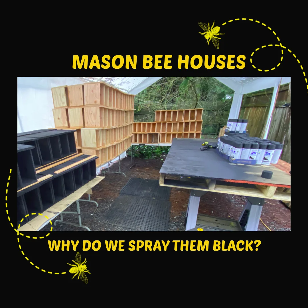 Unfinished wood bee houses and black-painted houses beside cans of black spray paint