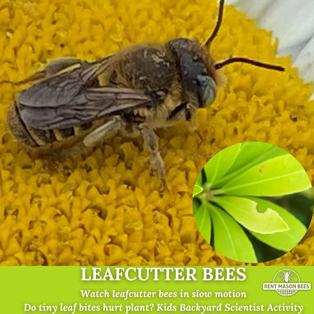 Leafcutter Bee
