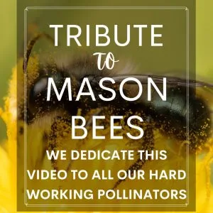 Tribute Mason Bee Message