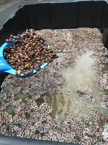 Picture of the mason bee cleaning process
